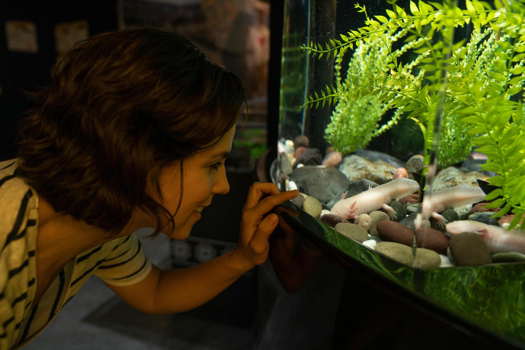 Att välja rätt akvariepump för ditt akvarium