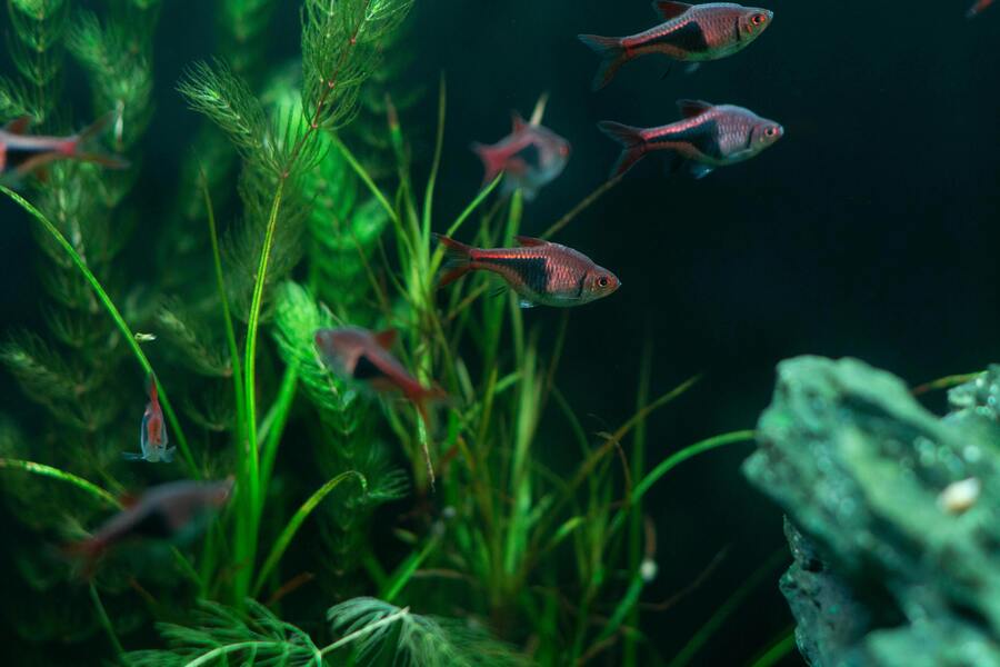Skapa balans i ditt akvarium med levande växter