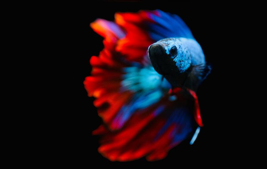 Guppys: färgsprakande och lättskötta akvariefiskar