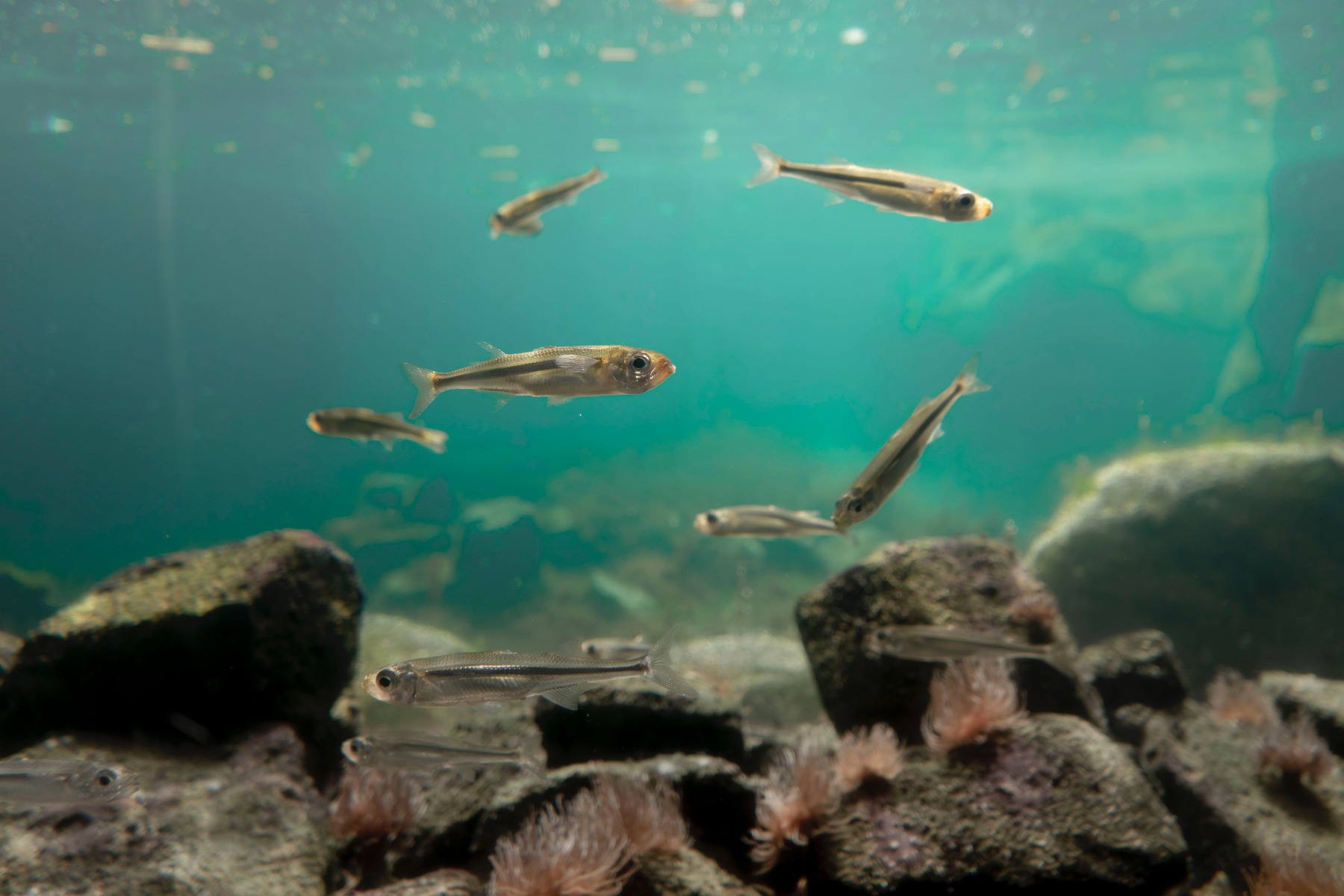 Danio - De snabba och färgglada juvelerna i ditt akvarium
